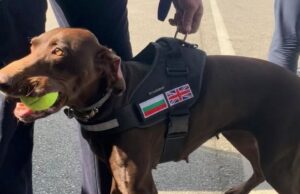 Britse speurhond kost Channel-smokkelbendes MILJOENEN na het volgen van 76 kleine boten