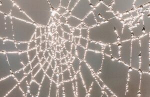 De scherpzinnigheid van spinnen en de webben die ze weven