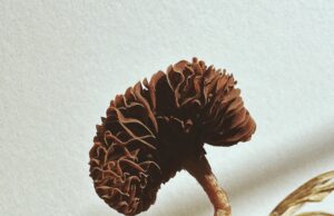 Ying Ang richt zich op de vlezige onderbuik van paddenstoelen in ‘Fruiting Bodies’ – kolossaal