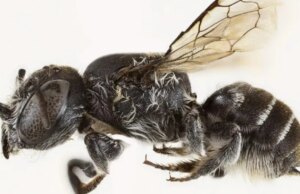 Enge ‘Lucifer’-bij met duivelshoorns wordt de nieuwste horror ontdekt in de griezelige hotspot Australië