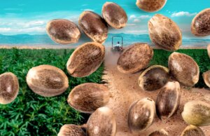 Om de sluiting te beëindigen, stemde de Senaat voor de vernietiging van de hennepindustrie