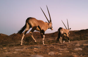 ‘Het land van de dorst’: een kijkje in de strijd om Zuid-Namibië opnieuw in het wild te brengen